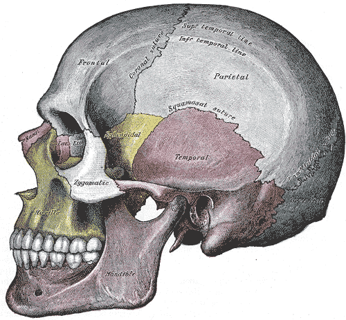 Engraving of the skull from the side, from Gray's Anatomy