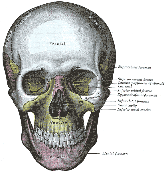 Engraving of the skull from the front, from Gray's Anatomy