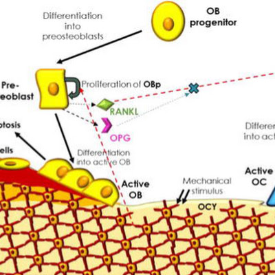 MasseterClass profile picture, a diagram of bone remodeling